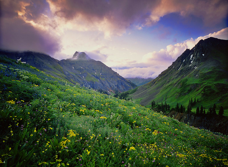 Field-of-Flowers