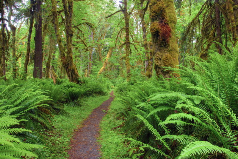 washington rainforest nude photography workshop