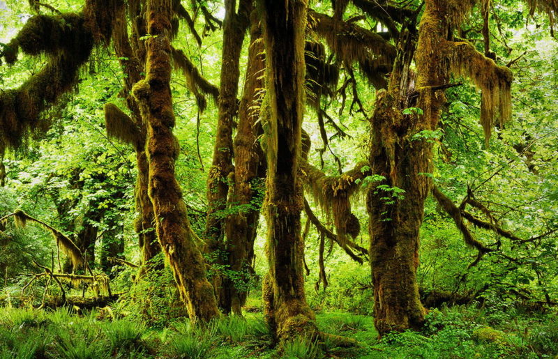 moss tree nude rainforest photo workshop